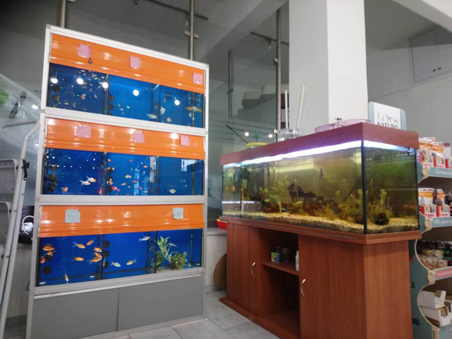 Pet Shop